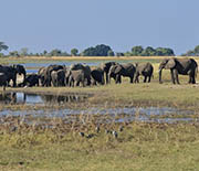 Elephant herd